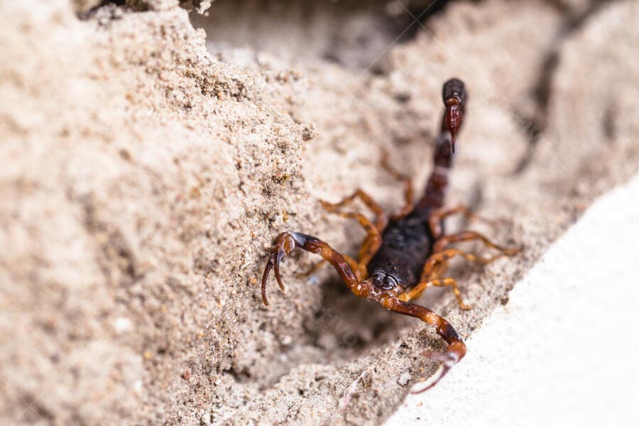 Escorpião marrom avermelhado em superfície arenosa com textura áspera