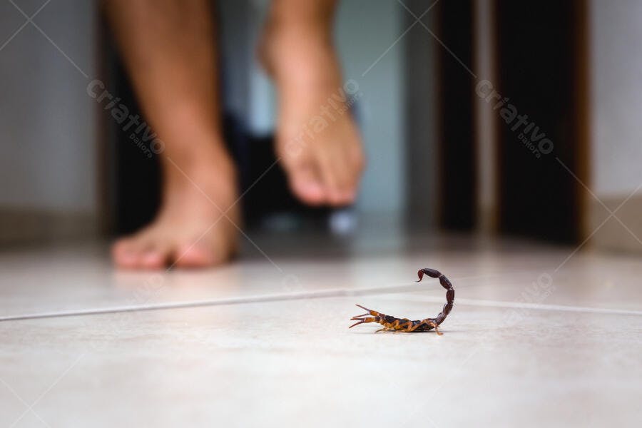 Escorpião marrom no chão de azulejos claros com pés humanos desfocados