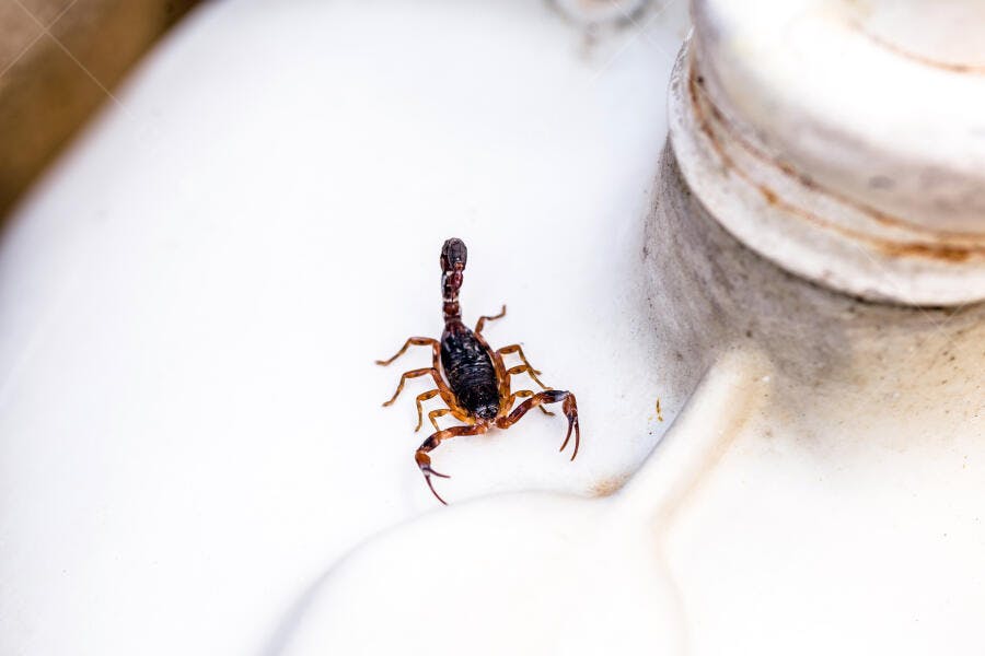 Escorpião marrom escuro em superfície branca de plástico