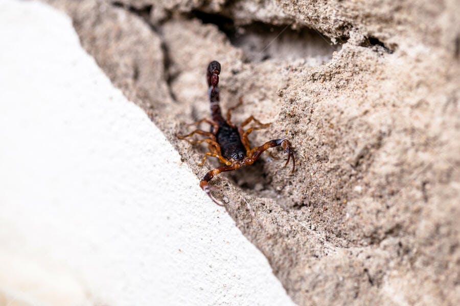 Escorpião marrom escuro em superfície rochosa texturizada
