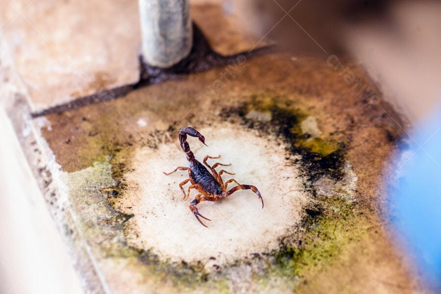 Escorpião marrom escuro em superfície urbana suja com musgo