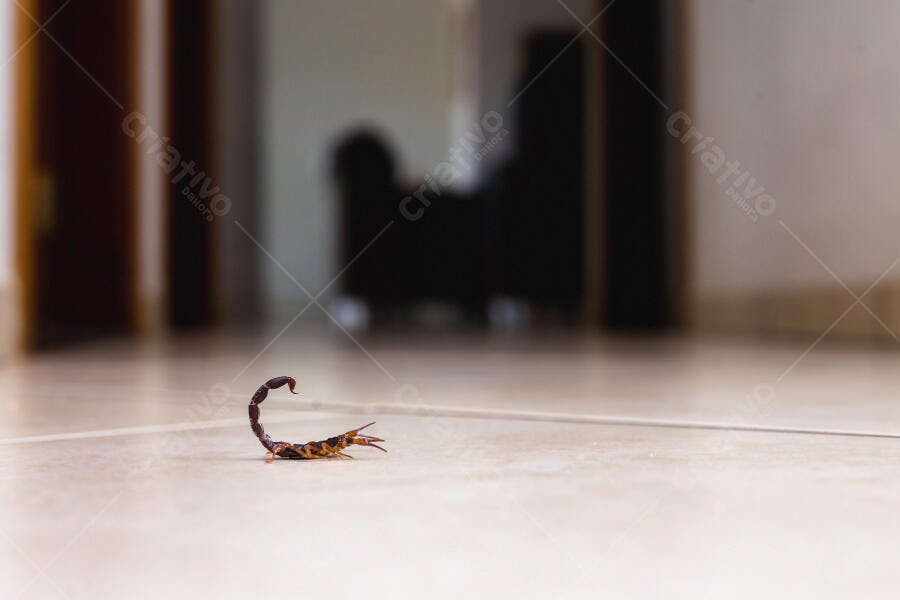 Escorpião marrom e laranja no chão claro de casa perigo doméstico