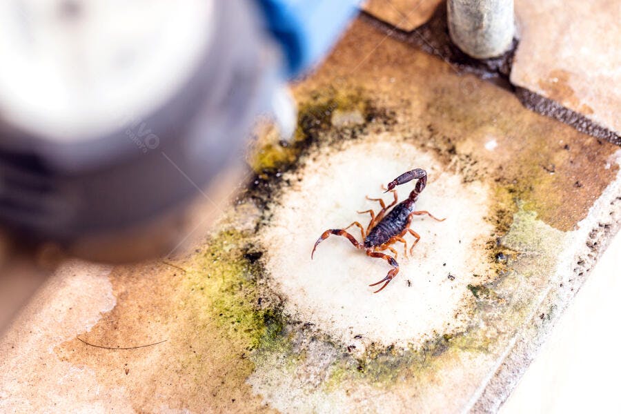 Escorpião marrom vermelho em azulejo sujo mofado ambiente úmido