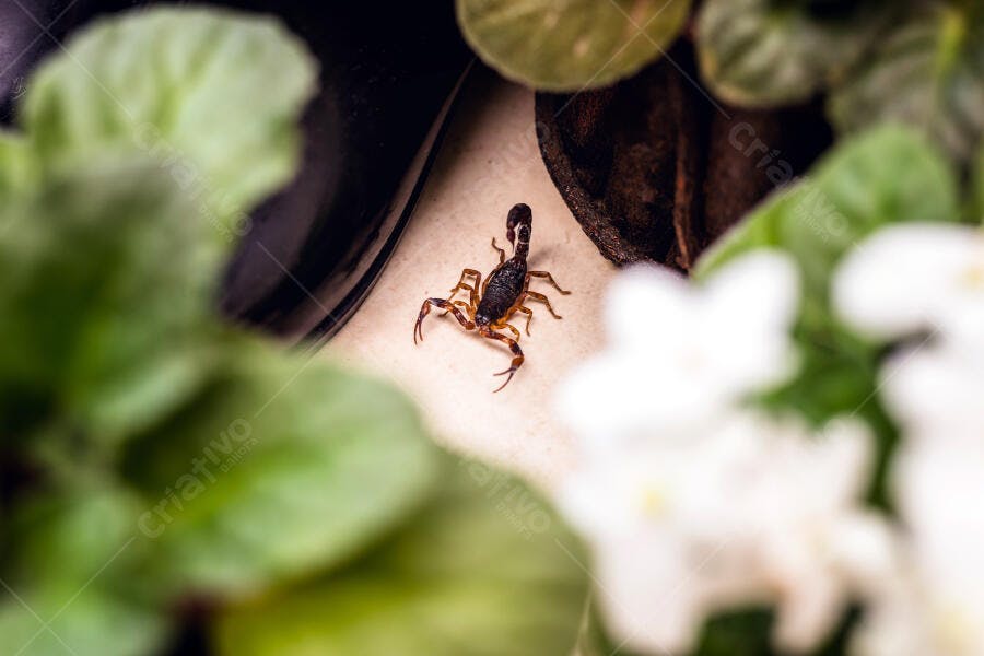 Escorpião marrom e preto em ambiente doméstico perigoso