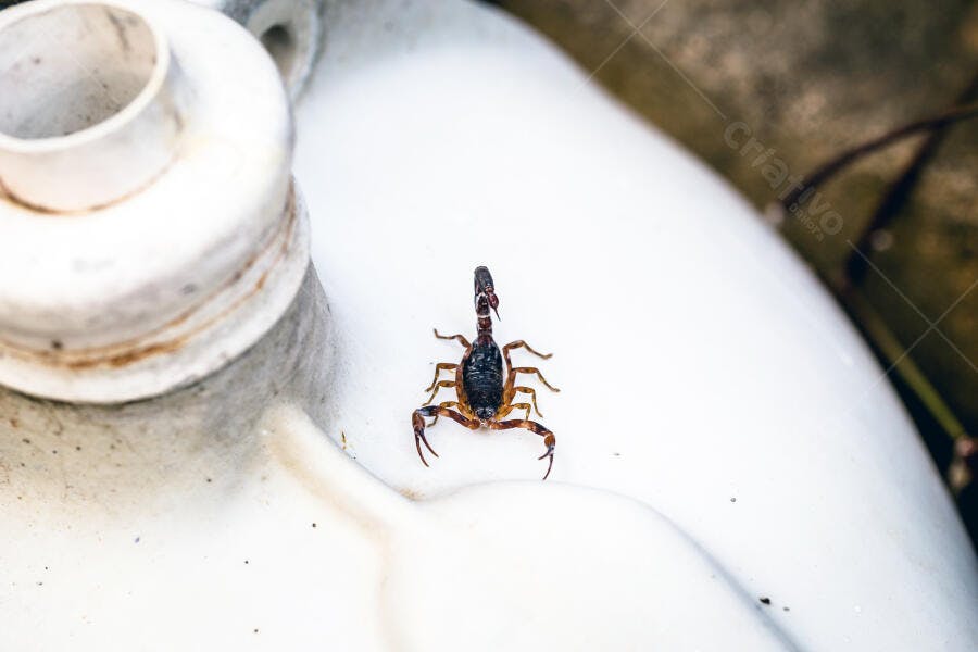 Pequeno escorpião marrom escuro sobre recipiente branco ao ar livre