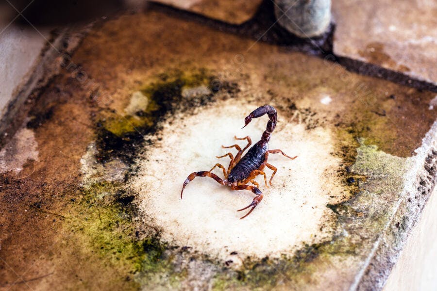 Escorpião marrom escuro em azulejo sujo com mofo verde e preto