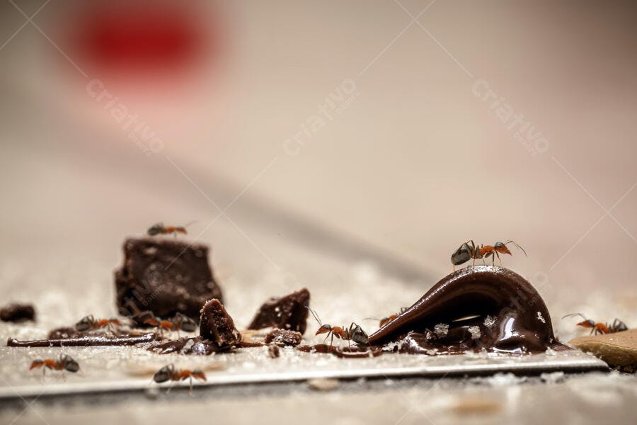 Formigas marrons e laranjas invadindo chocolate derretido e brownie na cozinha