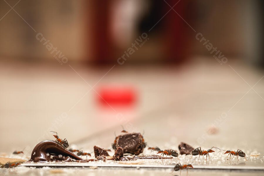 Formigas vermelhas invadindo chocolate derretido e pedaços no chão da cozinha