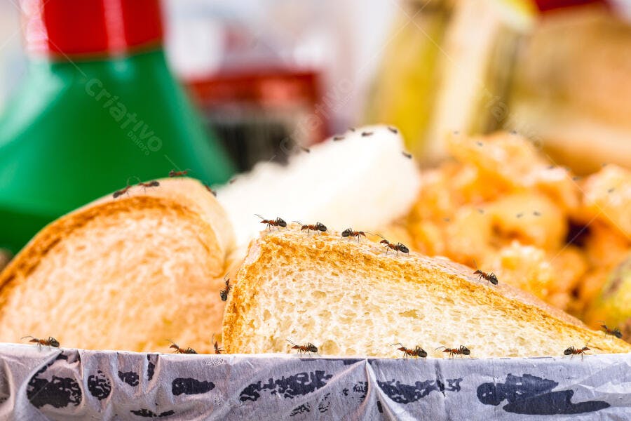 Formigas pretas sobre fatias de pão branco com garrafa verde desfocada
