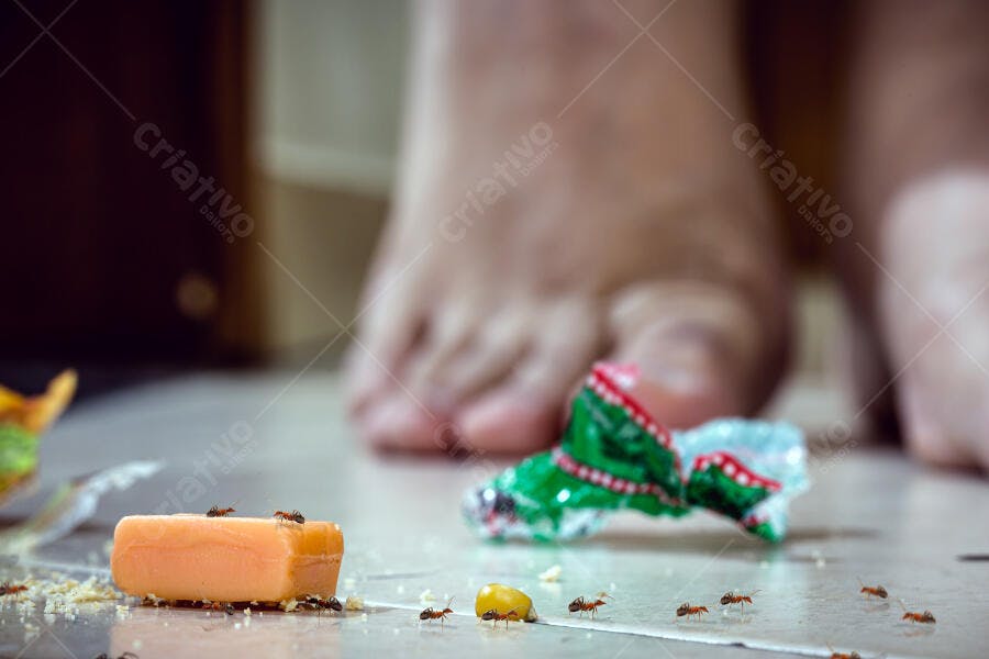 Formigas vermelhas infestando doces caídos no chão de casa