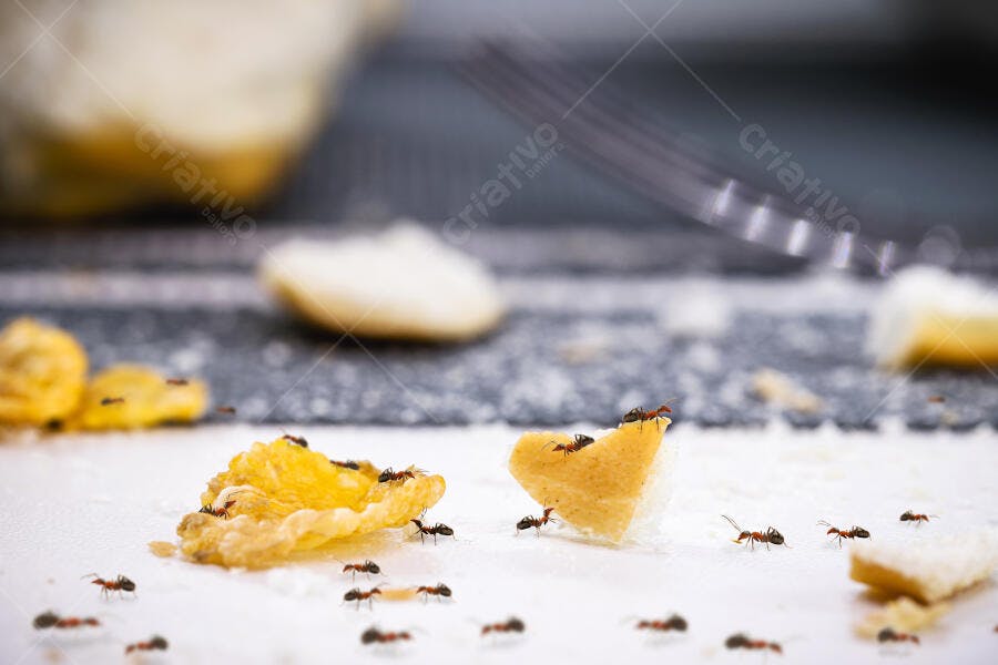 Formigas pretas e avermelhadas comendo migalhas de pão e cereal em superfície branca