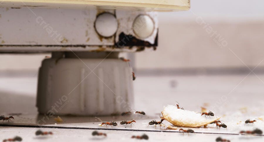 Formigas vermelhas carregando pão no chão sujo da cozinha perto do eletrodoméstico