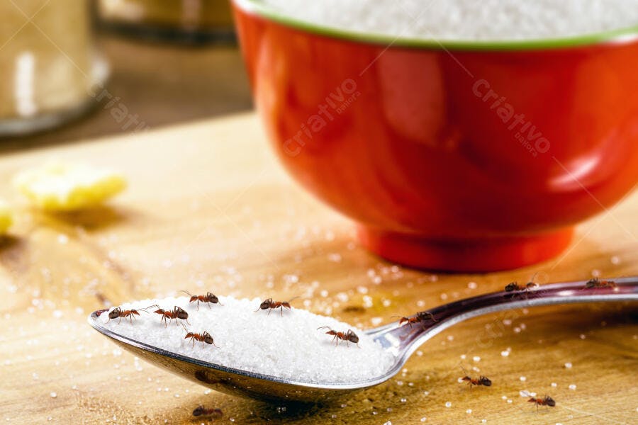 Formigas vermelhas em colher de açúcar branco na cozinha