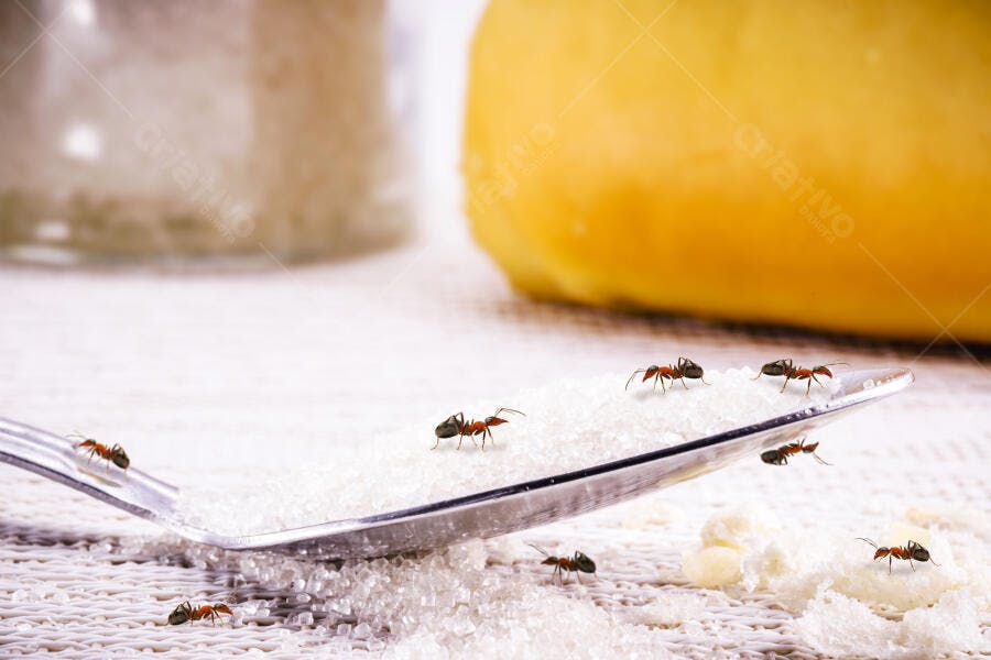 Formigas marrons pretas invadindo colher com açúcar branco granulado na mesa