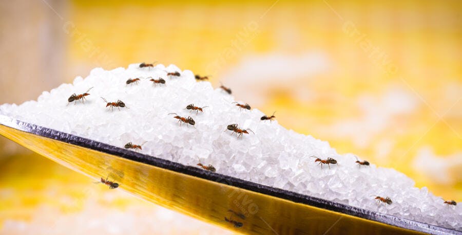 Formigas vermelhas em colher de açúcar granulado com fundo amarelo desfocado