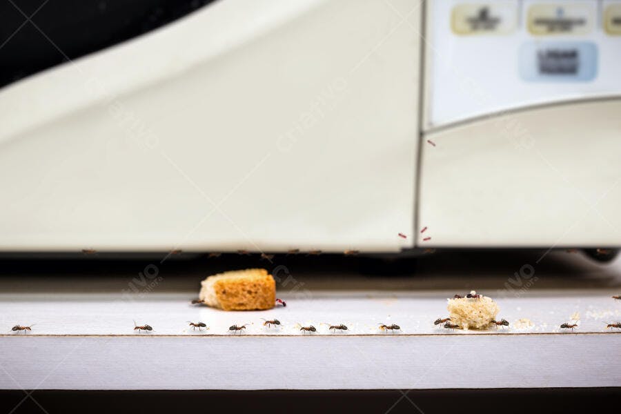 Formigas em fila carregando migalhas de pão na bancada da cozinha