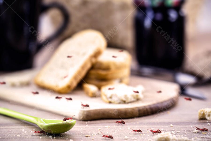 Formigas vermelhas sobre fatias de pão e açúcar em cozinha infestada