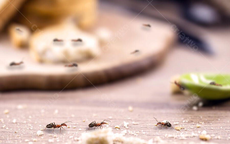 Formigas operárias andando sobre migalhas de pão na mesa de madeira