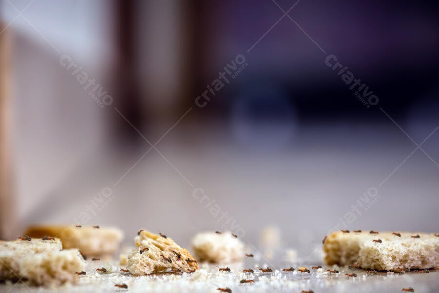 Formigas pequenas infestando migalhas de pão na cozinha