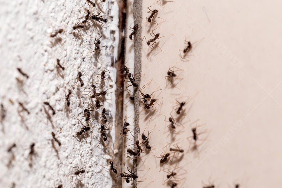 Formigas pretas em fila na parede branca e bege claro de casa