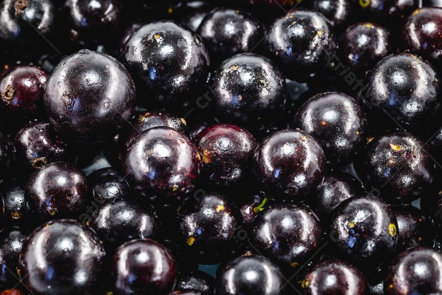 Jabuticabas frescas maduras e brilhantes em close-up