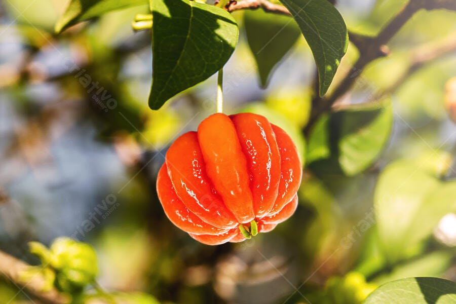 Pitanga madura laranja avermelhada pendurada no galho em meio a folhas verdes