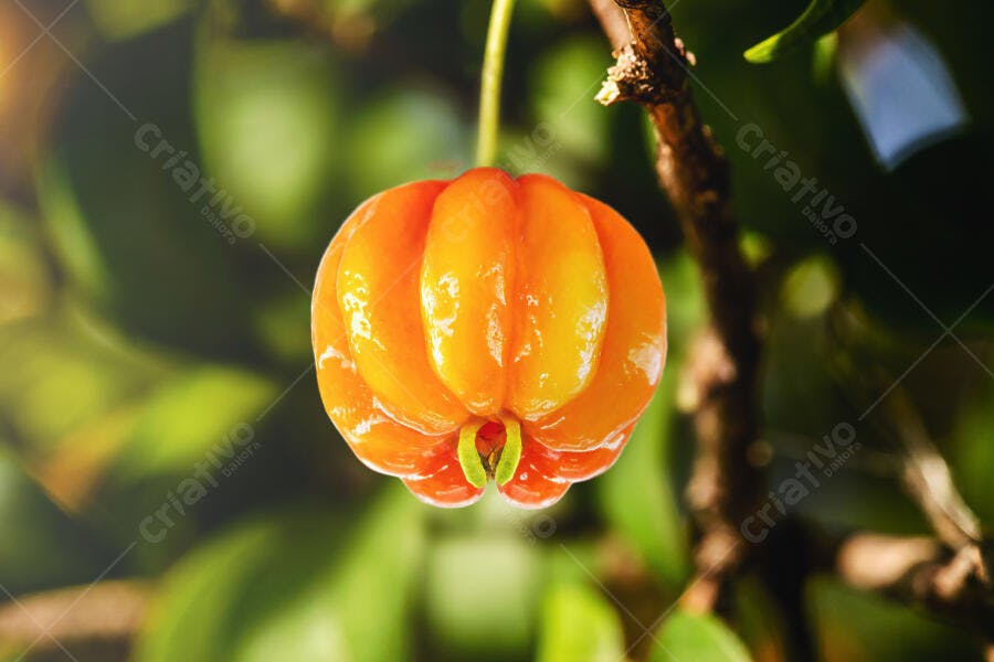 Pitanga laranja madura pendurada no galho sob sol da manhã