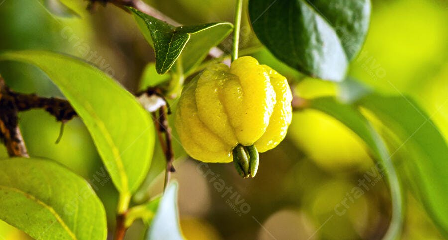 Pitanga amarela fresca pendurada no galho com folhas verdes vibrantes