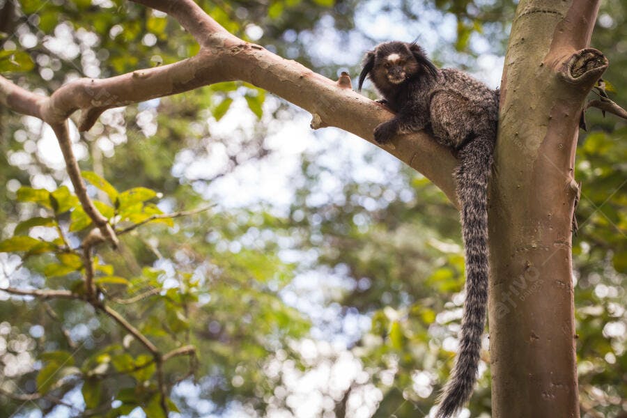 Sagui de pelagem escura com cauda longa em galho de árvore na floresta