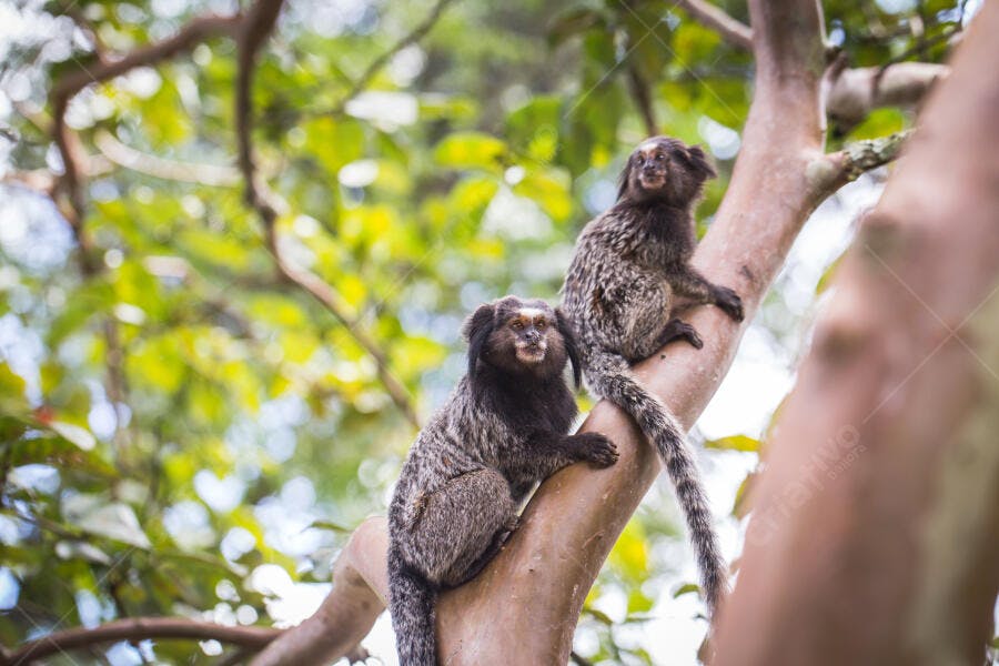 Saguis dois macacos marrons na árvore em floresta tropical