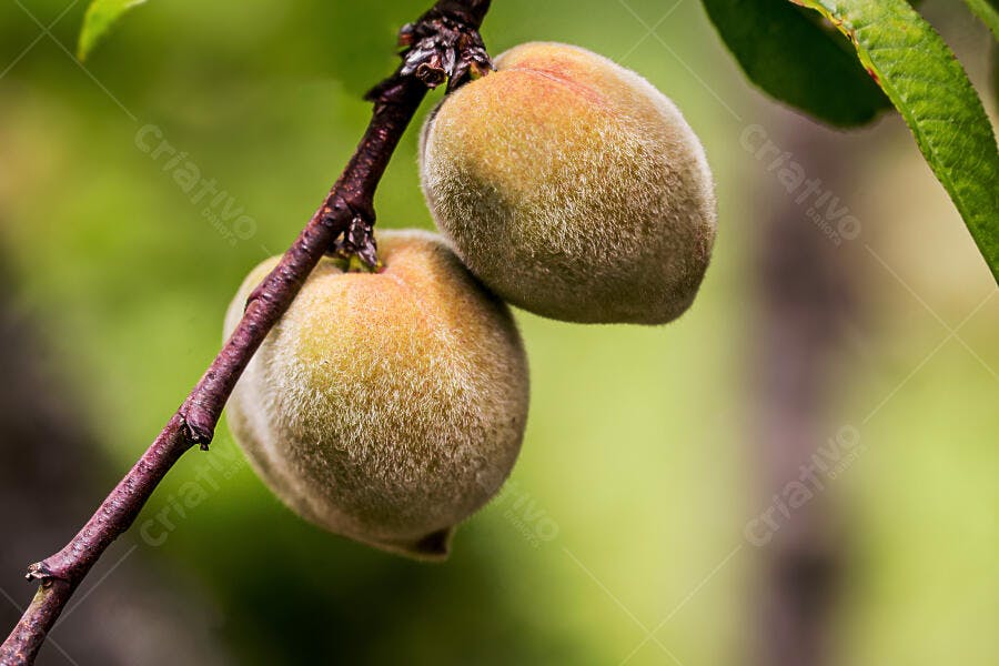 Pêssegos verdes peludos no galho em jardim natural com folhas