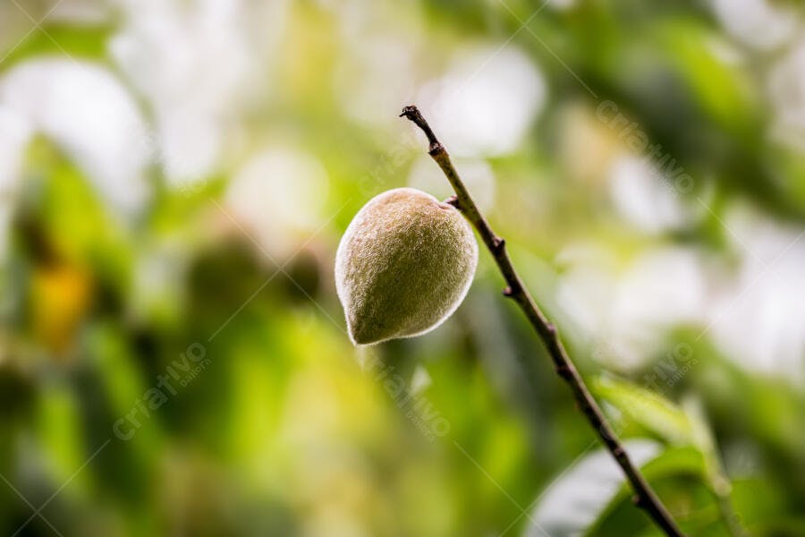 Pêssego verde peludo em galho na árvore frutífera