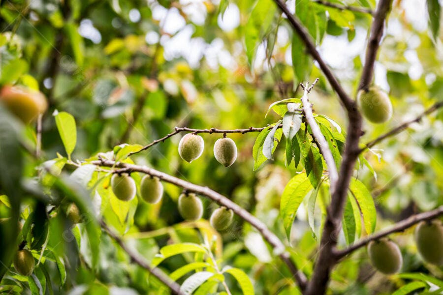 Pêssegos verdes imaturos em galho de árvore frutífera em pomar