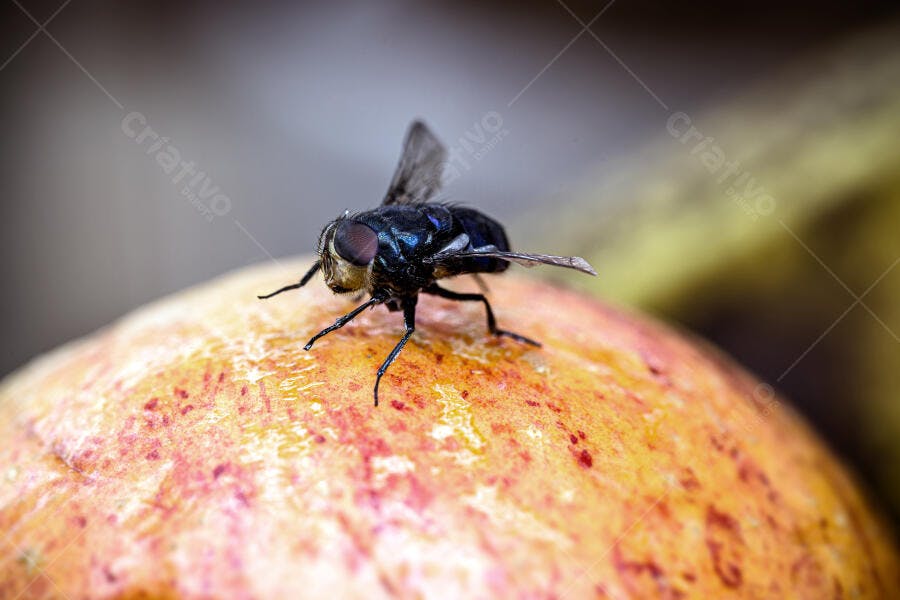 Mosca azul metálica pousada em fruta madura vermelha e amarela closeup