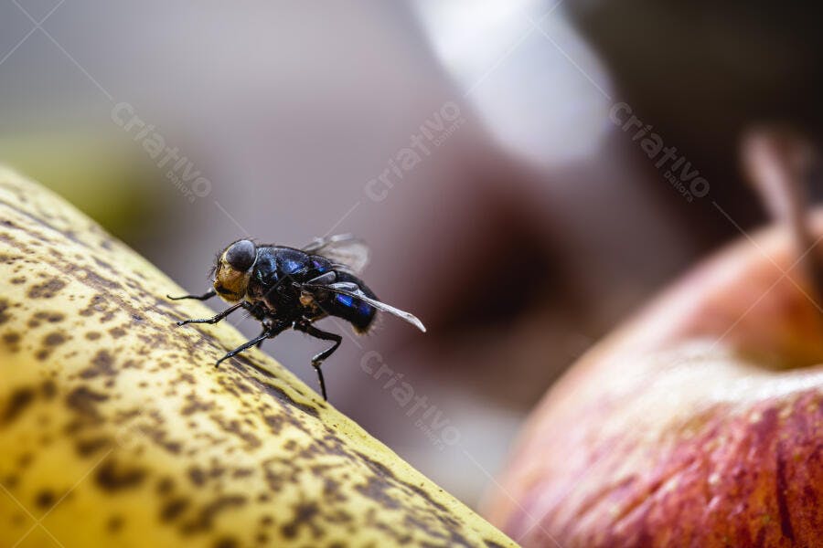 Mosca azul iridescente em casca de banana madura com fundo de fruta vermelha