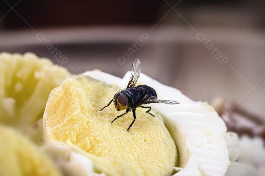 Mosca azul preta sobre ovo cozido amarelo e branco