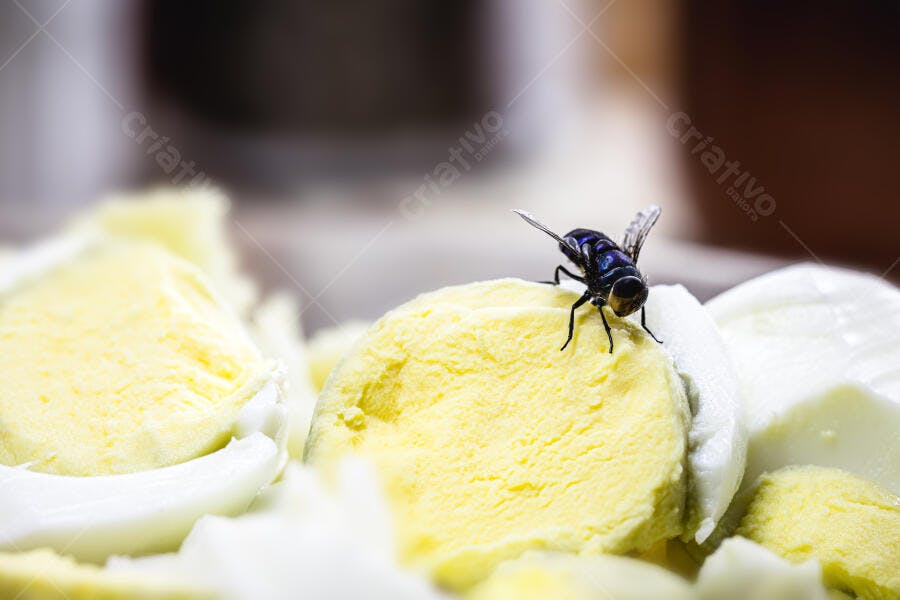 Mosca azul brilhante pousada em ovo cozido fatiado contaminação alimentar