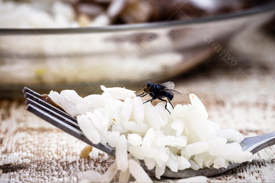 Mosca pousada em arroz branco fresco na colher de metal