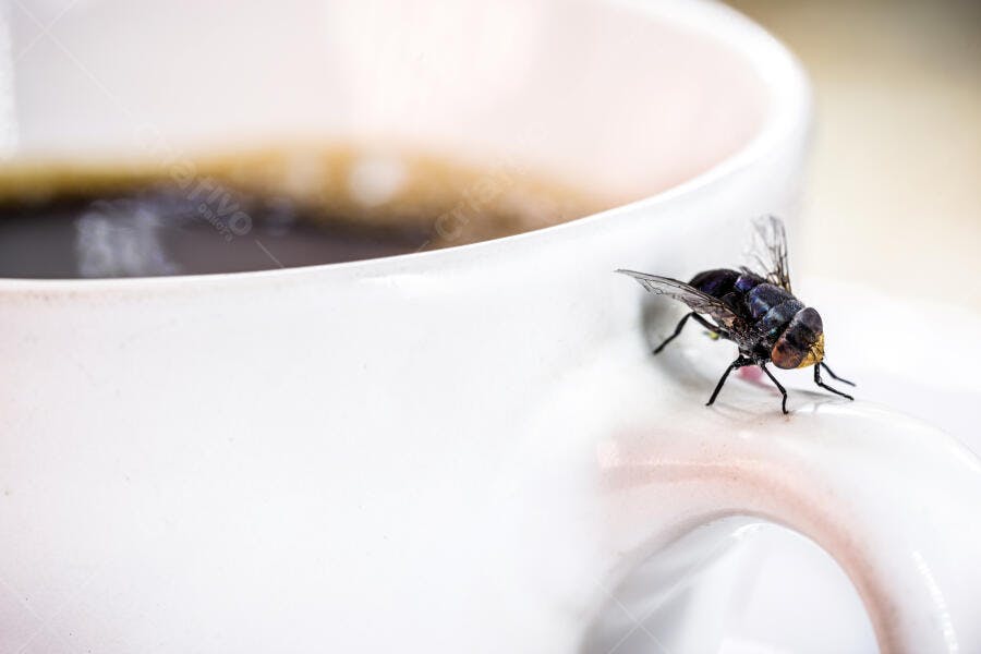 Mosca com corpo azul iridescente pousada na borda de uma xícara de café quente