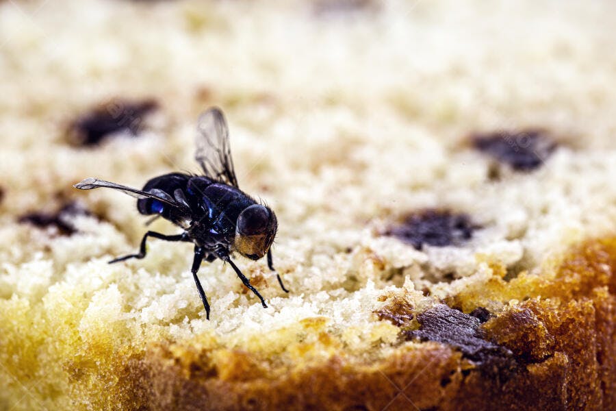 Mosca preta grande pousada em bolo de frutas ou pão doce em close-up