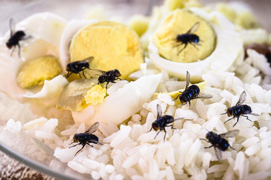 Moscas pousadas em arroz branco e ovos cozidos com gema amarela
