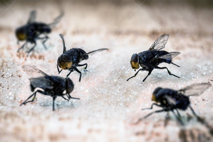 Moscas pretas e amarelas em close-up sobre grãos de açúcar