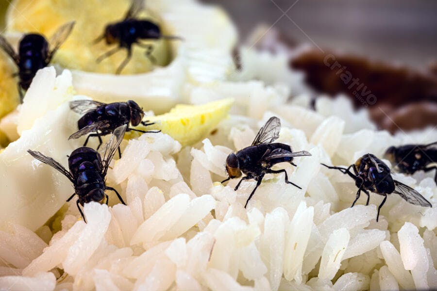 Moscas pretas pousadas em arroz branco e ovo cozido contaminado