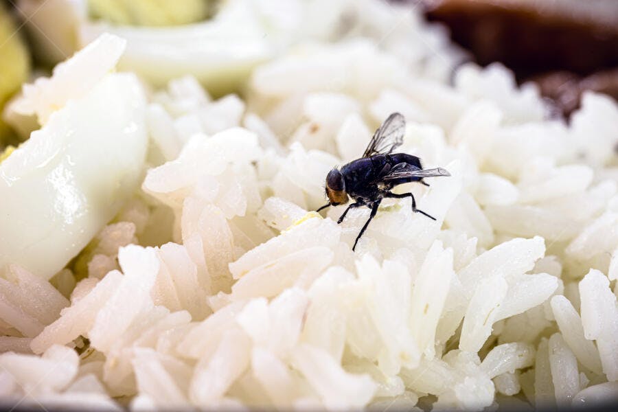 Mosca preta em arroz branco e ovo cozido detalhe de contaminação alimentar