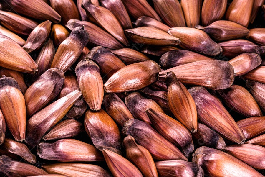 Pinhões crus marrons em close-up alimento natural e saboroso