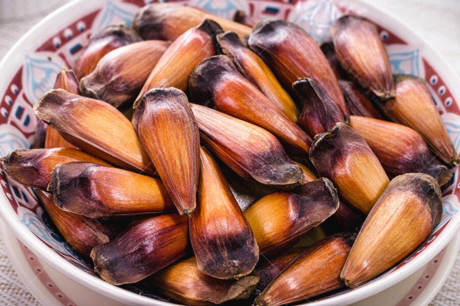 Pinhões crus em tigela branca decorada para culinária tradicional