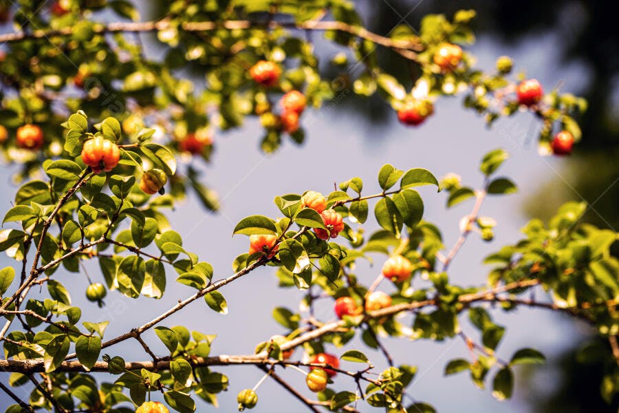 Acerolas maduras laranja avermelhadas em galhos com folhas verdes vibrantes