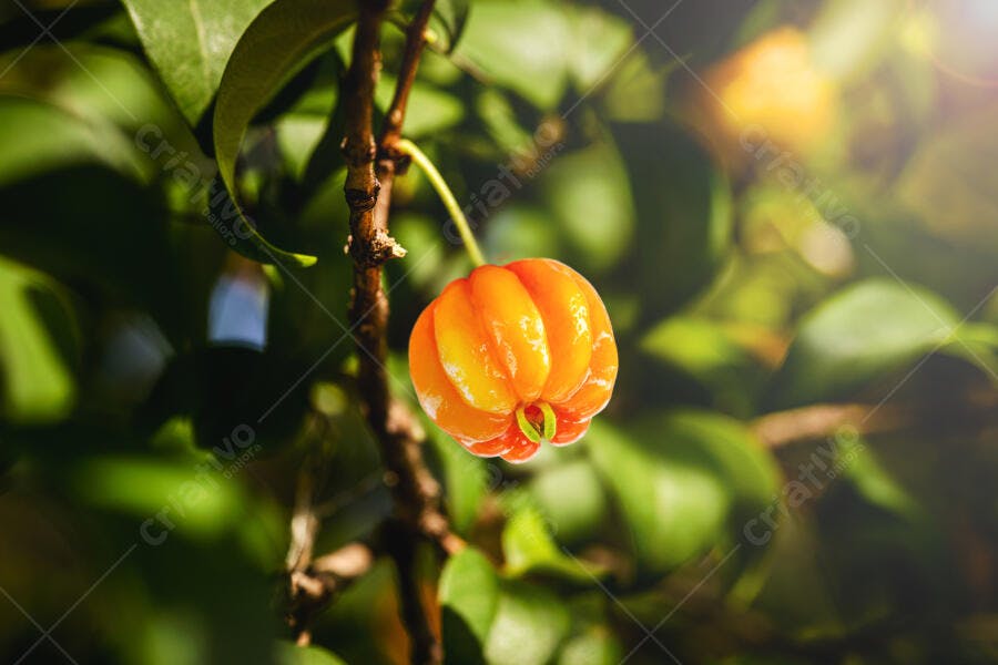 Acerola laranja amarelada madura pendurada em galho verde e marrom vibrante