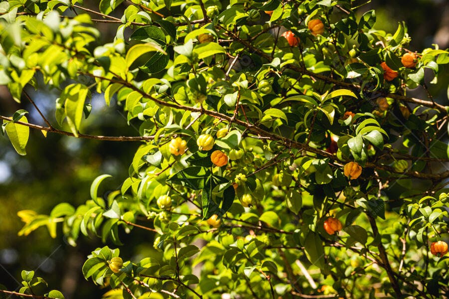 Árvore de pitanga com frutas verdes e maduras sob a luz do sol
