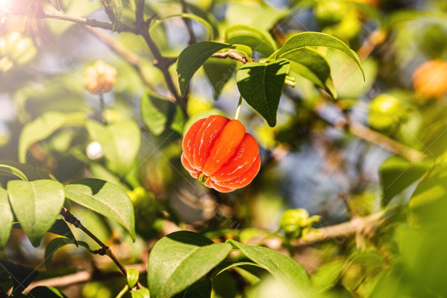 Acerola madura e vibrante em galho verde sob sol